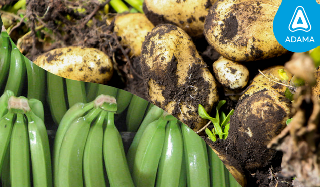 banana potato fungicide adama logo