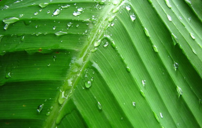 hoja de banano