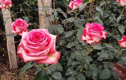 ROSAS