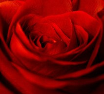 close up rosa roja sic adama