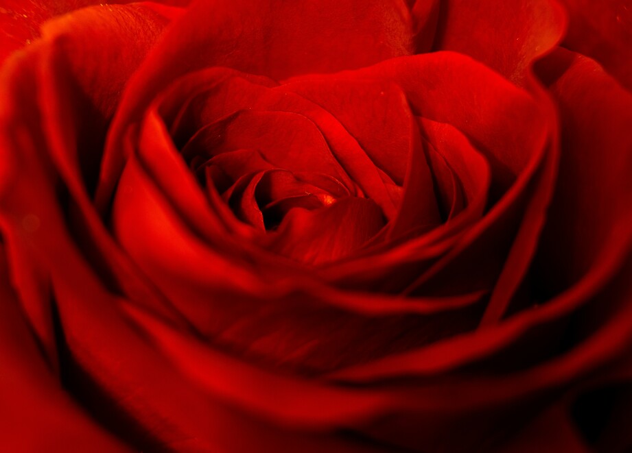 close up rosa roja sic adama