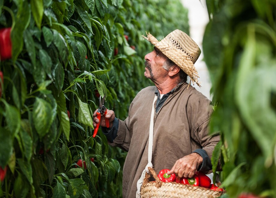 farme picking peppers report egs 2024