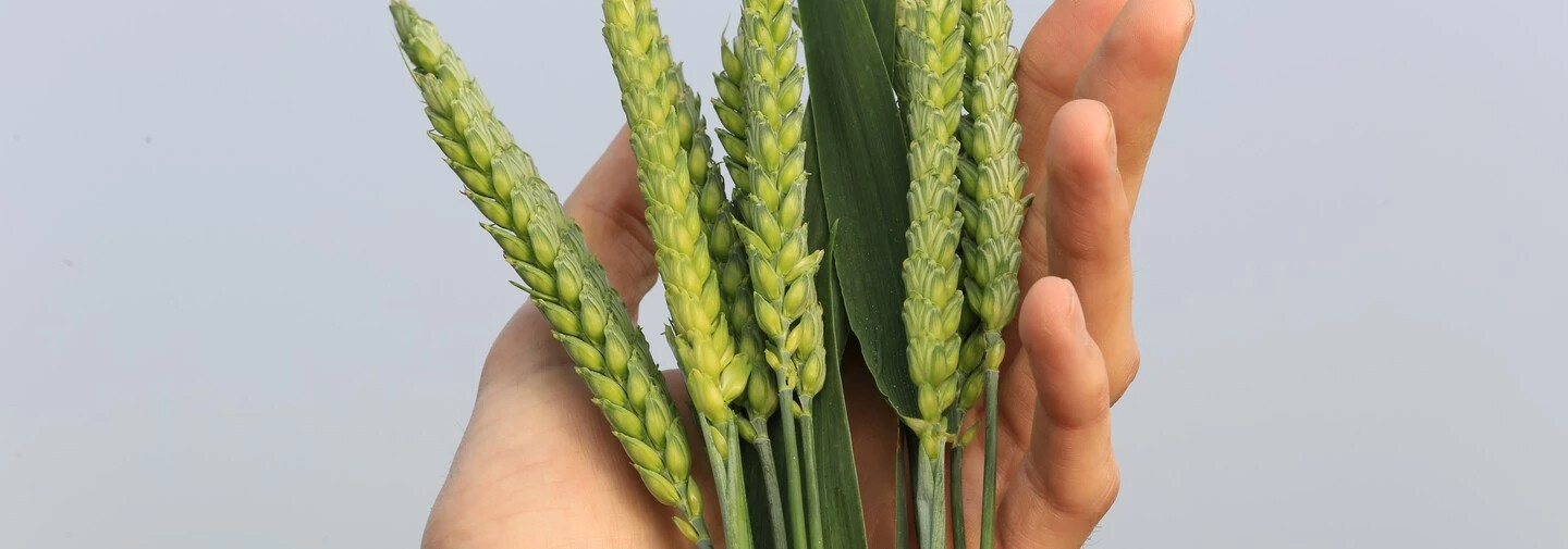 Wheat