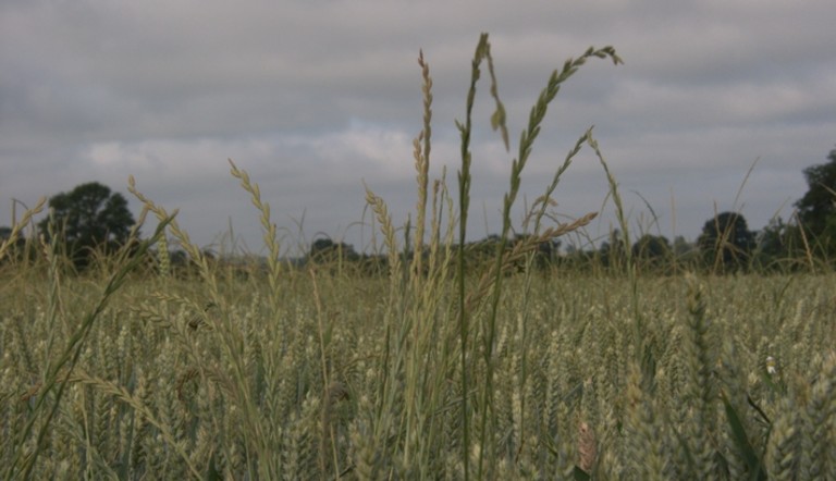 Ray-grass dans un champ de céréales