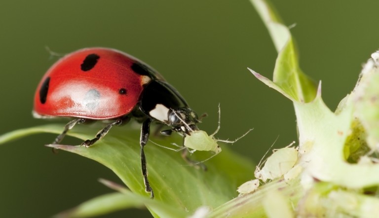 Coccinelle