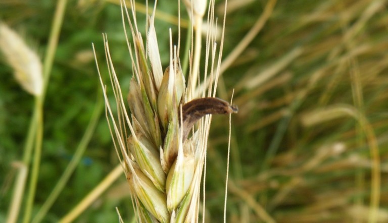 ergot des céréales