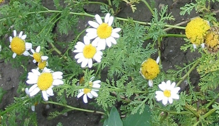 Matricaire en fleurs