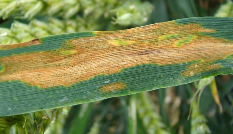 Septoriose sur feuille de céréales