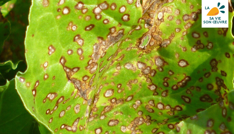 Cercosporiose