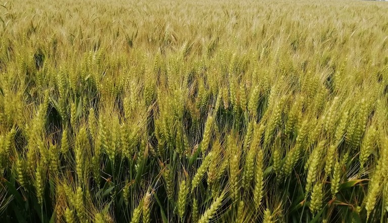 Parcelle céréales avec fusariose