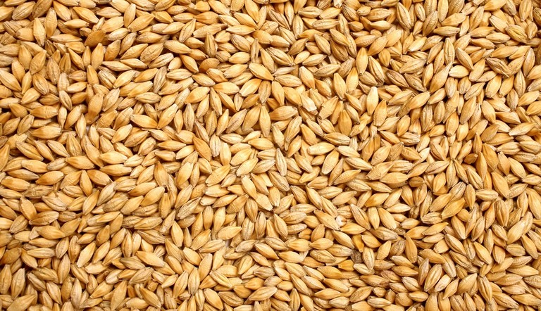 Grains de céréales