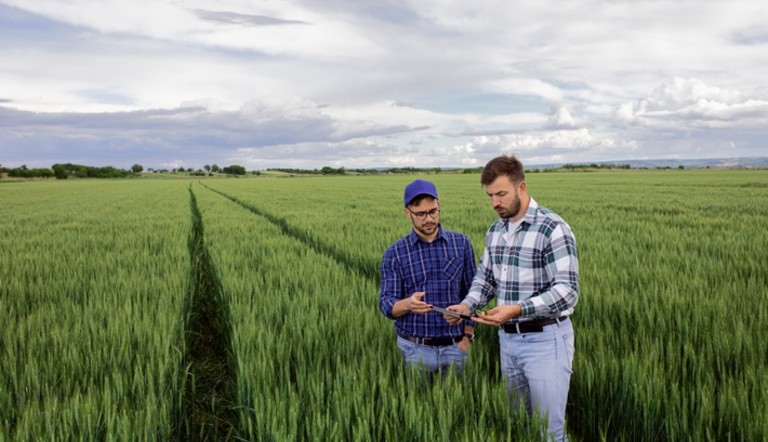 Agriculteur et conseil service dans les céréales