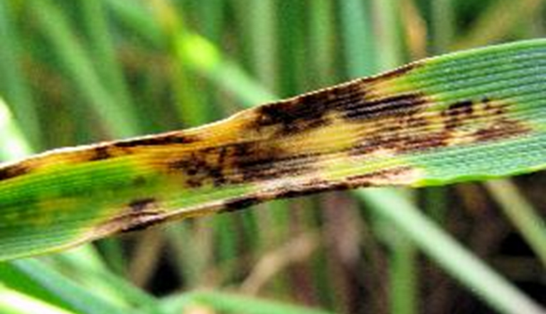 Symptôme Helminthosporiose sur orge