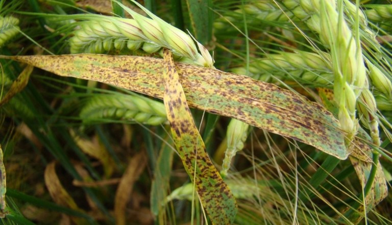 Symptôme de ramulariose sur orge