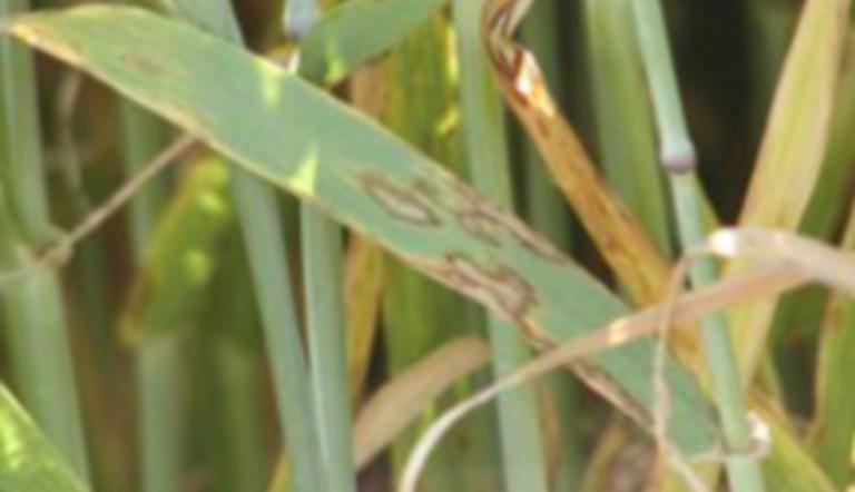 Symptômes de rhynchosporiose