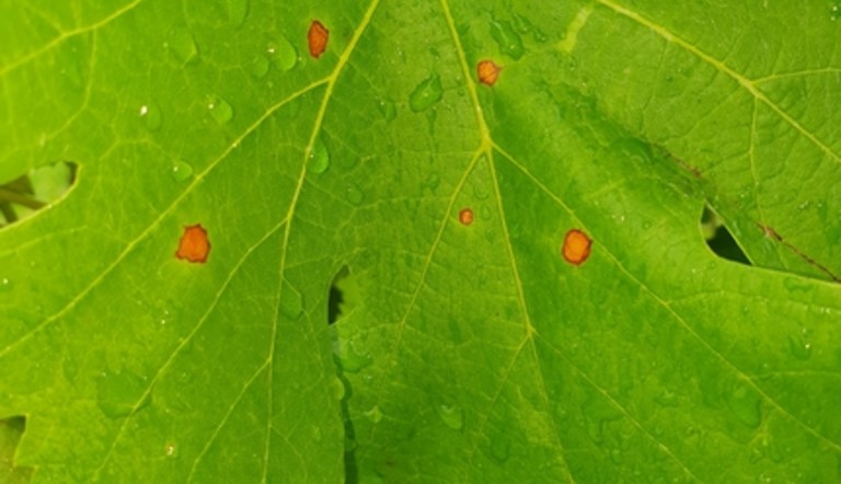 Black Rot sur feuille de vigne