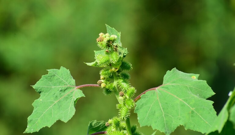Xanthium dans Tournesol