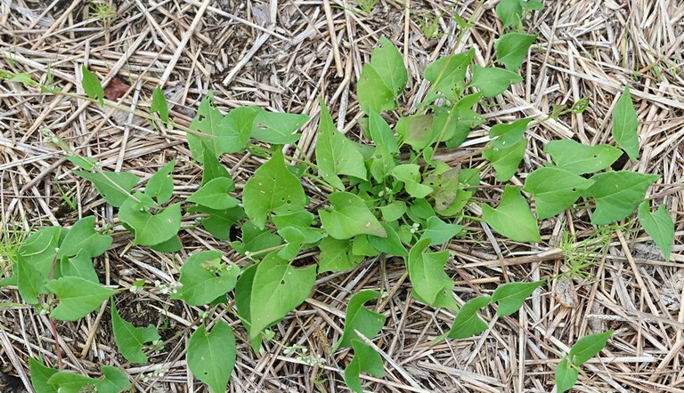 Renouée liseron dans tournesols