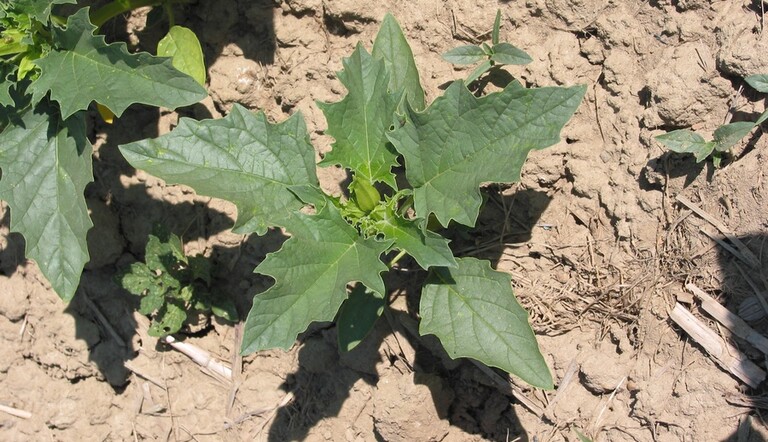 Datura dans tournesol