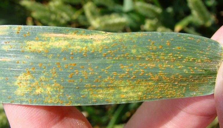 Rouille jaune des céréales