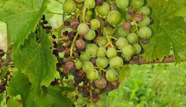 Black Rot sur vigne