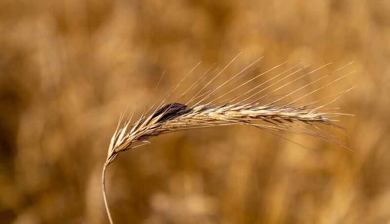 Ergot des céréales