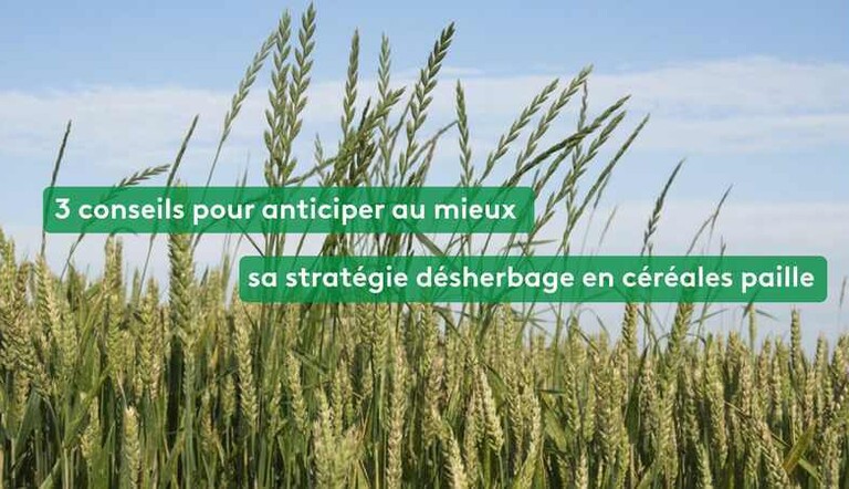 Focus désherbage cereales a pailles