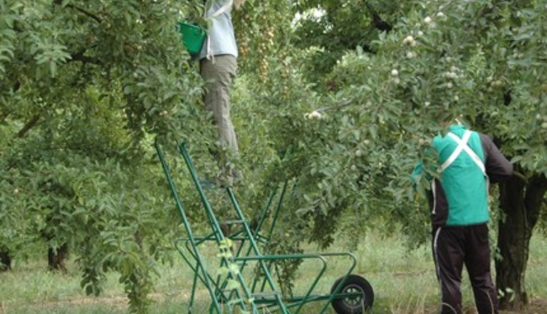 employés agricoles dans un verger