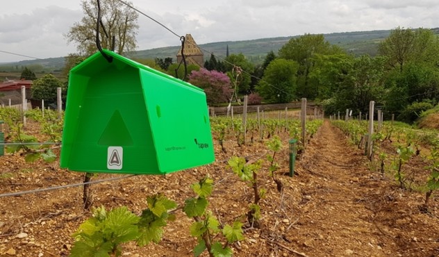 Piège connecté Trapview dans les vignes Piège connecté Trapview dans les vignes