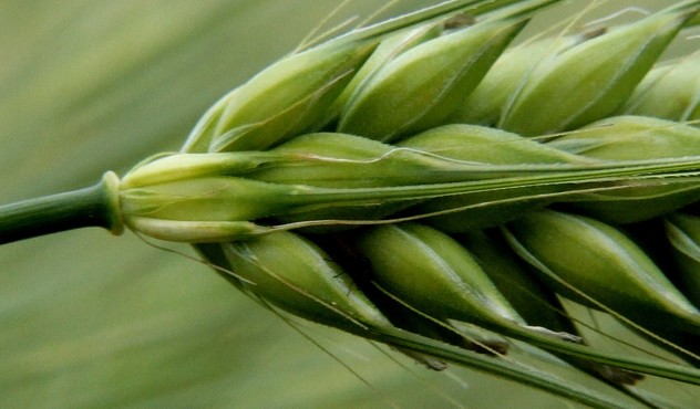 Epi de blé en gros plan Epi de blé en gros plan