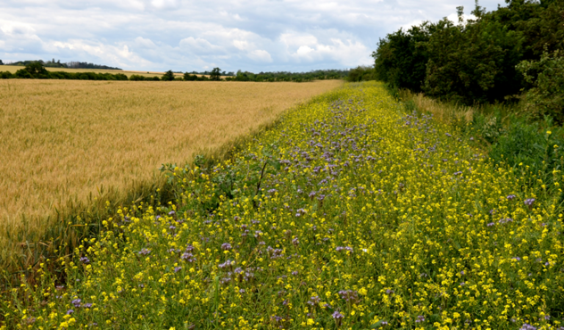 Intérêt des haies