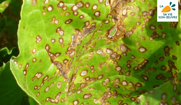 Cercosporiose