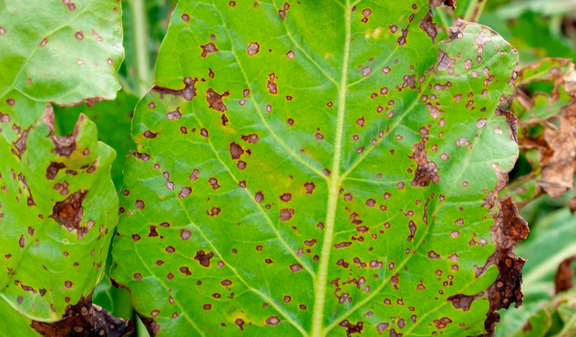 Cercosporiose sur Betteraves