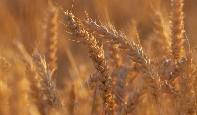 Epis dans parcelle de céréales