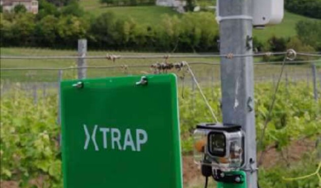 Visuel XTrap_Color_cicadelles_vigne