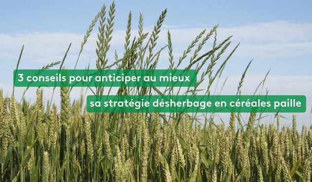 Focus désherbage cereales a pailles