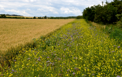 Intérêt des haies