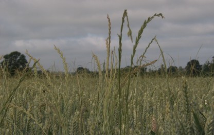 Ray-grass dans un champ de céréales