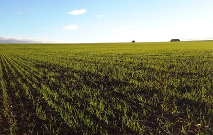 Parcelle de céréales à l'automne