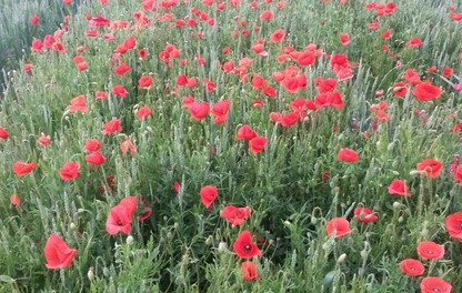 Coquelicots dans une parcelle de céréales