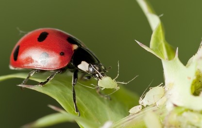 Coccinelle