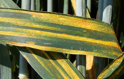 Rouille jaune sur feuille de céréales