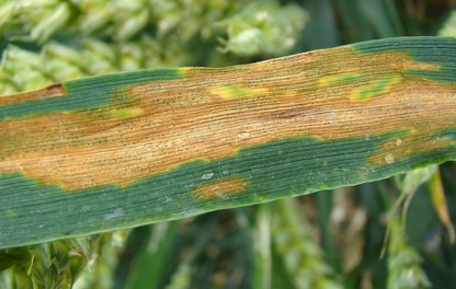 Septoriose sur feuille de céréales