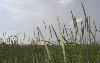 Vulpin dans un champ de céréales