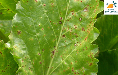 Rouille sur feuille de betteraves