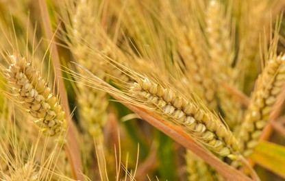 Céréales en gros plan