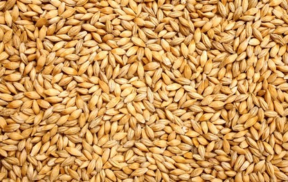 Grains de céréales