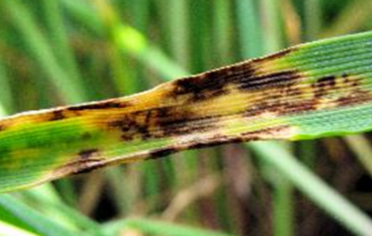 Symptôme Helminthosporiose sur orge