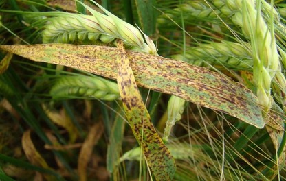 Symptôme de ramulariose sur orge
