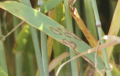 Symptômes de rhynchosporiose